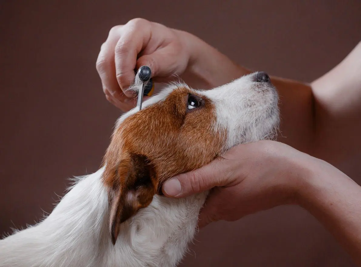 Best Friends grooming